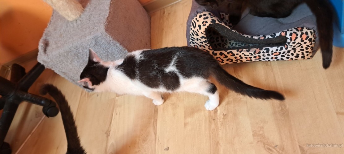 7-miesieczny-pysio-super-kotek-do-adopcji-73495-koty.jpg