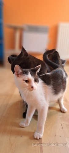 7-miesieczny-pysio-super-kotek-do-adopcji-73495-sprzedam.jpg