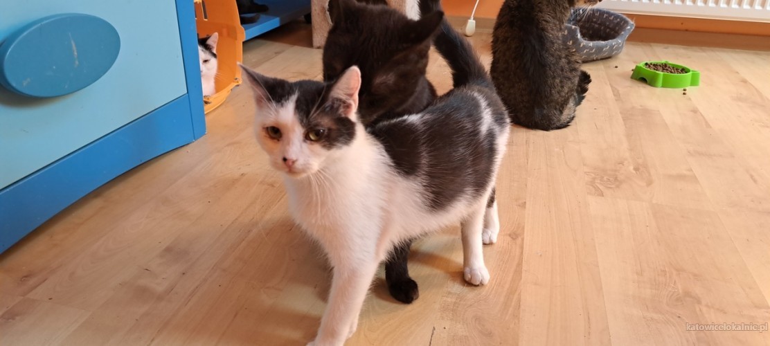 7-miesieczny-pysio-super-kotek-do-adopcji-73495-zdjecia.jpg