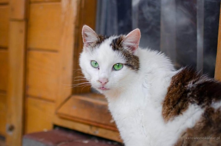 mloda-spokojna-kotka-markiza-o-zielonym-spojrzeniu-73601-sprzedam.jpg