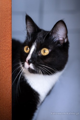 disel-mlody-niesmialy-kocurek-szuka-kochajacego-domu-73694-katowice.jpg
