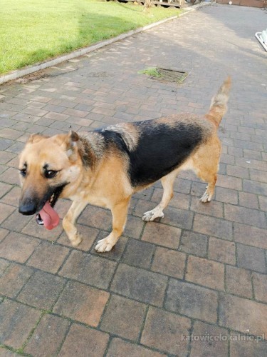 chita-przekochana-sunia-w-typie-owczarka-niemieckiego-73780-psy.jpg