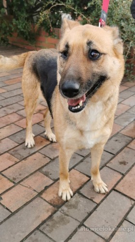 chita-przekochana-sunia-w-typie-owczarka-niemieckiego-73780-zdjecia.jpg
