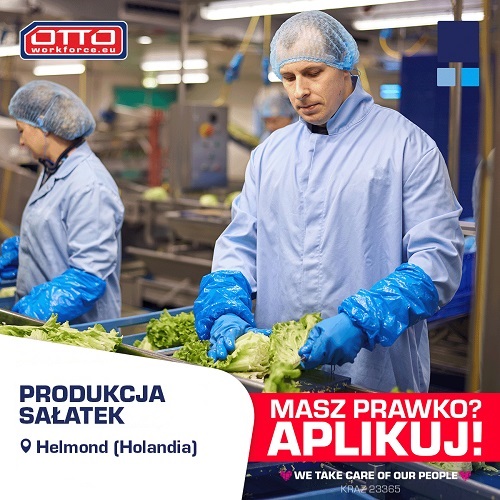 Holandia. Praca na produkcji sałatek. Nawet 12,98 €/h