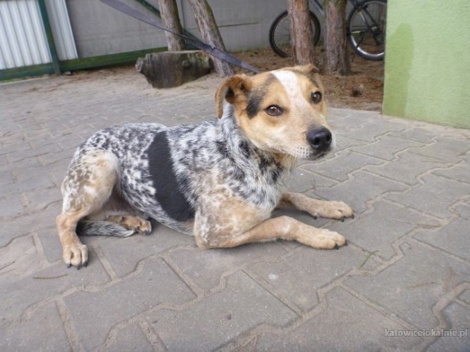 cudny-marmurek-niewielki-wyjatkowy-psiak-73865-zdjecia.jpg