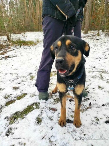 Rotti - zakochany w człowieku, młodziutki słodziak!