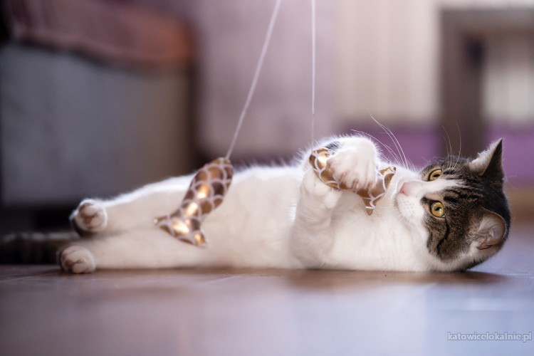 lucjan-towarzyski-przyjazny-kotek-do-pokochania-73989-katowice.jpg