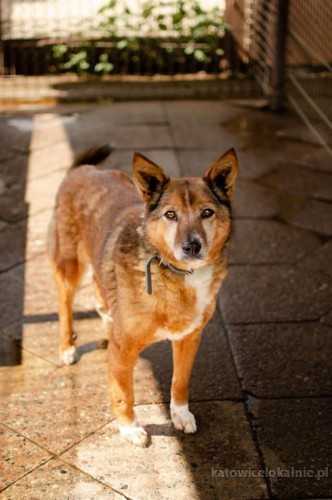 Niewielka, niekonfliktowa Lisia, spokojna sunia ADOPCJA