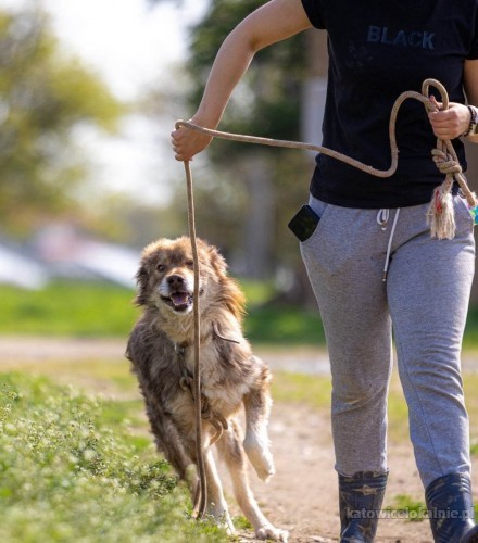mlodziutki-aslan-cudowny-przyjazny-psiak-szuka-domu-74150-katowice.jpg