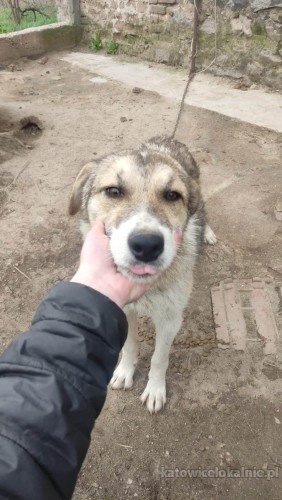 mlodziutki-duszko-wesoly-niekonfliktowy-super-psiak-74198-zdjecia.jpg