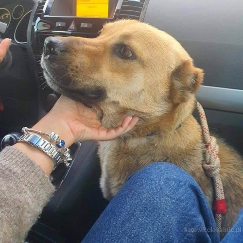 sofi-przyjazna-mloda-suczka-szuka-domu-74269-katowice.jpg