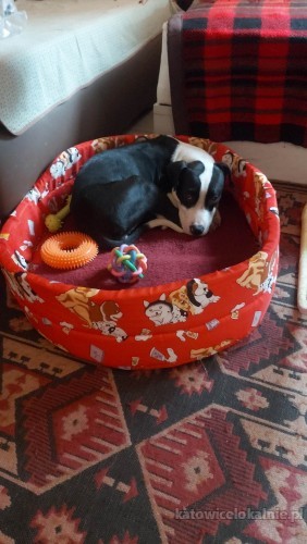 tara-mlodziutka-suczka-szuka-kochajacego-domu-74273-katowice.jpg