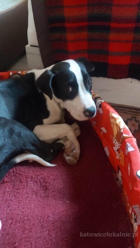 tara-mlodziutka-suczka-szuka-kochajacego-domu-74273-sprzedam.jpg