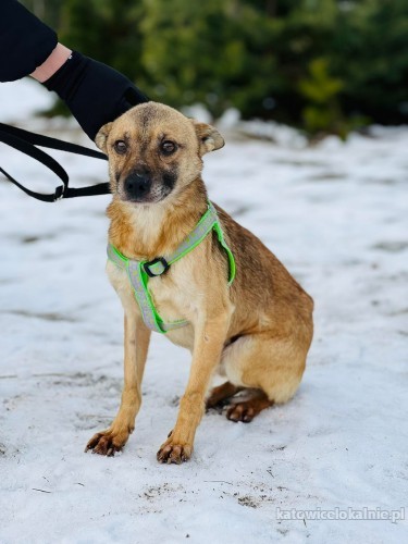 nakolankowy-precelek-niekonfliktowy-malutki-piesek-74432-katowice.jpg