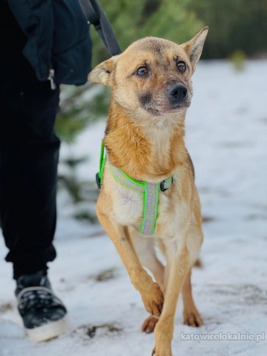 nakolankowy-precelek-niekonfliktowy-malutki-piesek-74432-sprzedam.jpg