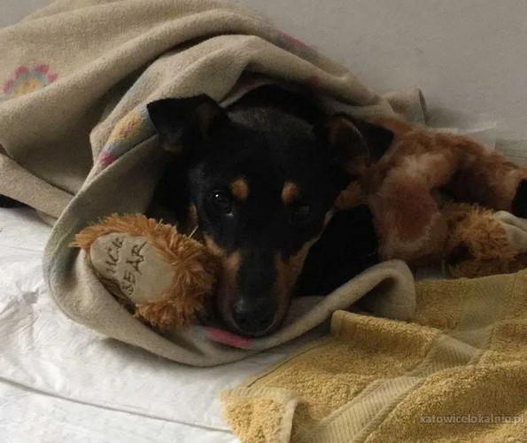 laki-mlody-domowy-miejski-psiak-74547-katowice.jpg
