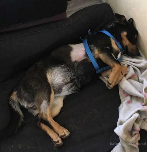 laki-mlody-domowy-miejski-psiak-74547-sprzedam.jpg