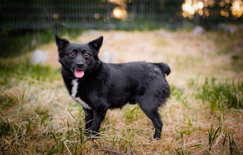 dare-i-prince-lagodne-domowe-pieski-adopcja-74681-katowice-foto.jpg