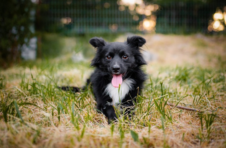 dare-i-prince-lagodne-domowe-pieski-adopcja-74681-katowice.jpg