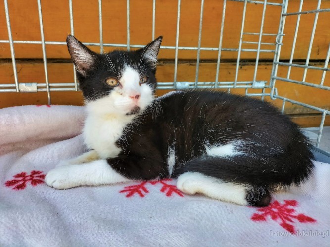 batman-porzucone-kocie-dziecko-74785-katowice.jpg