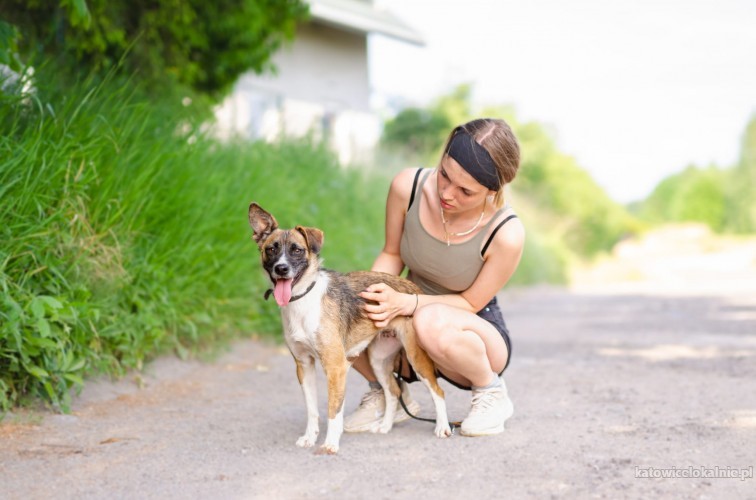 mlodziutka-zakochana-w-czlowieku-pysia-szuka-domu-75063-katowice.jpg