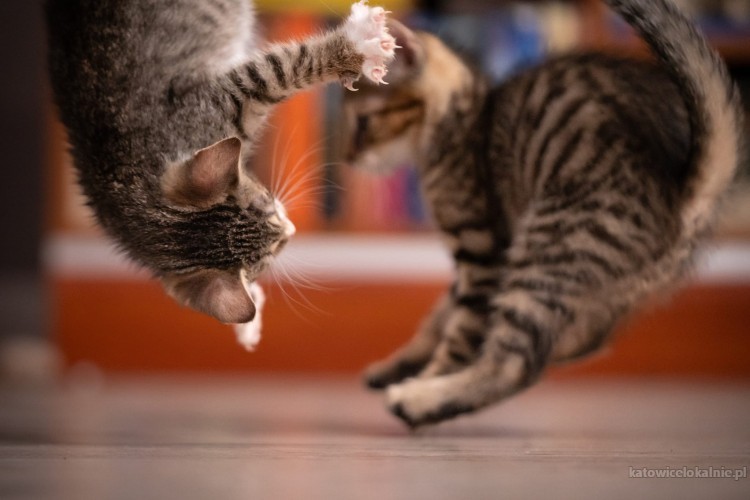 10-tygodniowe-kocieta-szukaja-domow-75065-katowice.jpg