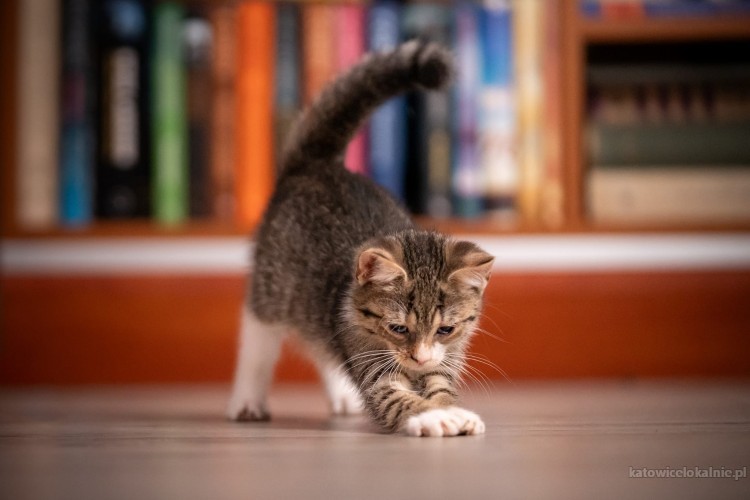 10-tygodniowe-kocieta-szukaja-domow-75065-koty.jpg
