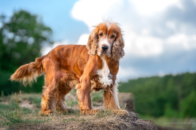 spanis-piekny-grzeczny-spaniel-do-pokochania-75181-psy.jpg