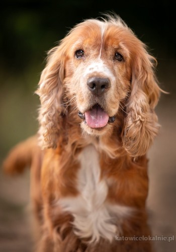 Spaniś - piękny, grzeczny SPANIEL do pokochania!