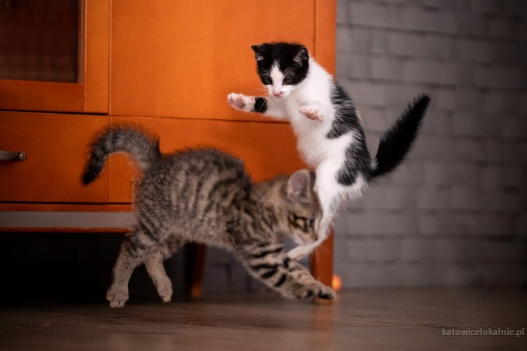 3-miesieczna-koteczka-koko-do-adopcji-75182-sprzedam.jpg