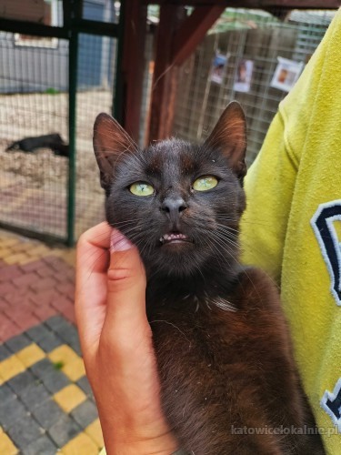 mokka-roczna-odwazna-przyjazna-koteczka-75194-sprzedam.jpg