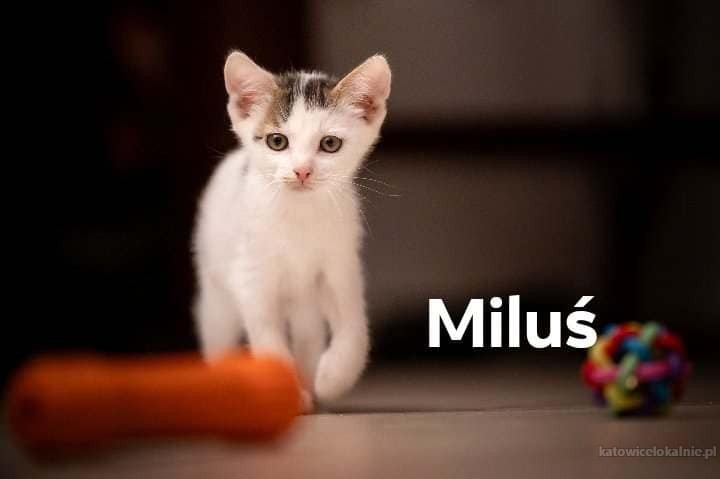 milus-slodki-koteczek-szuka-pilnie-domu-75307-sprzedam.jpg