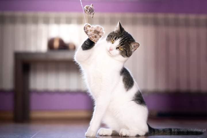 lucjan-przyjazny-miziasty-kotek-szuka-domu-75452-katowice.jpg