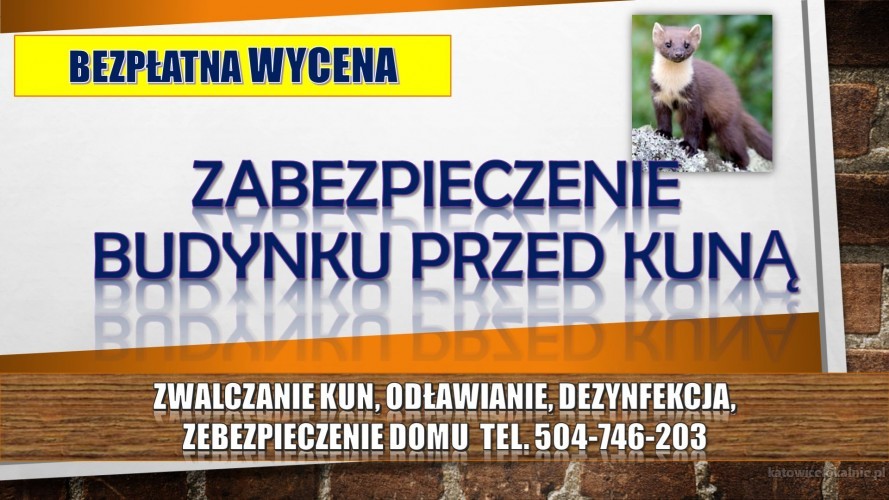 3_zabezpieczenie_domu_przed_kunami.jpg