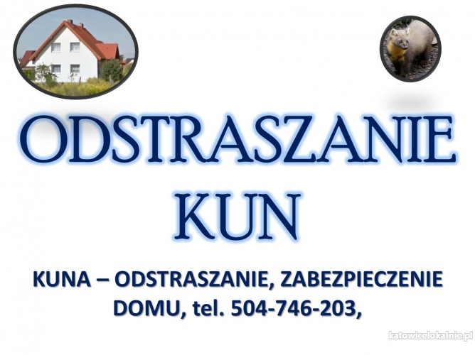 4_skuteczne_zabezpieczenie_domu_przed_kunami.jpg