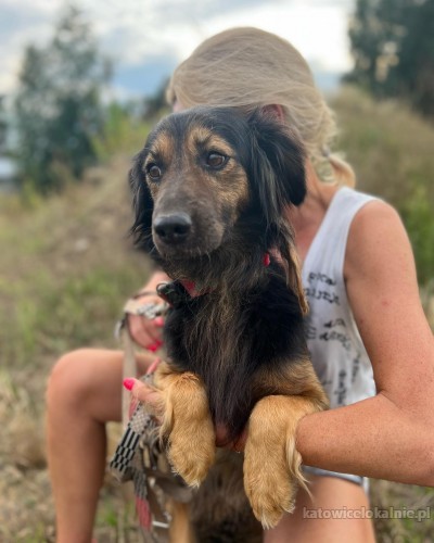 romeo-przecudny-kochany-psiak-do-pokochania-75601-katowice-foto.jpg