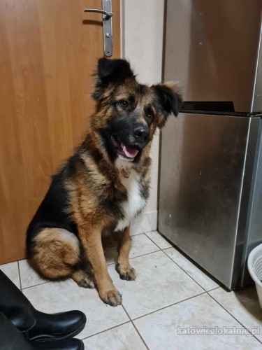 mlodziutki-fart-przyjazny-wesoly-psiak-szuka-domu-75685-katowice.jpg