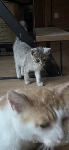 dwa-cudne-przyjazne-wesole-koteczki-do-adopcji-75902-katowice.jpg