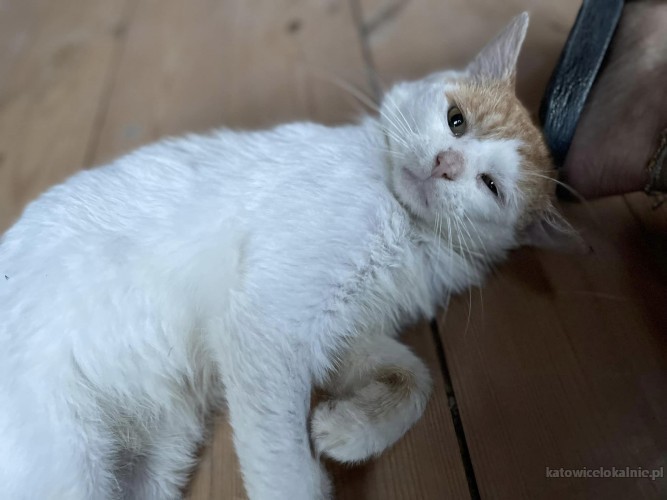 dwa-cudne-przyjazne-wesole-koteczki-do-adopcji-75902-koty.jpg
