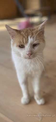 dwa-cudne-przyjazne-wesole-koteczki-do-adopcji-75902-sprzedam.jpg