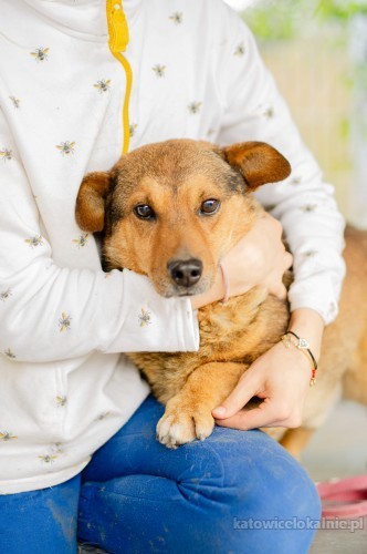 lubis-cudowny-niskopodlogowy-psiak-szuka-domu-76902-katowice.jpg