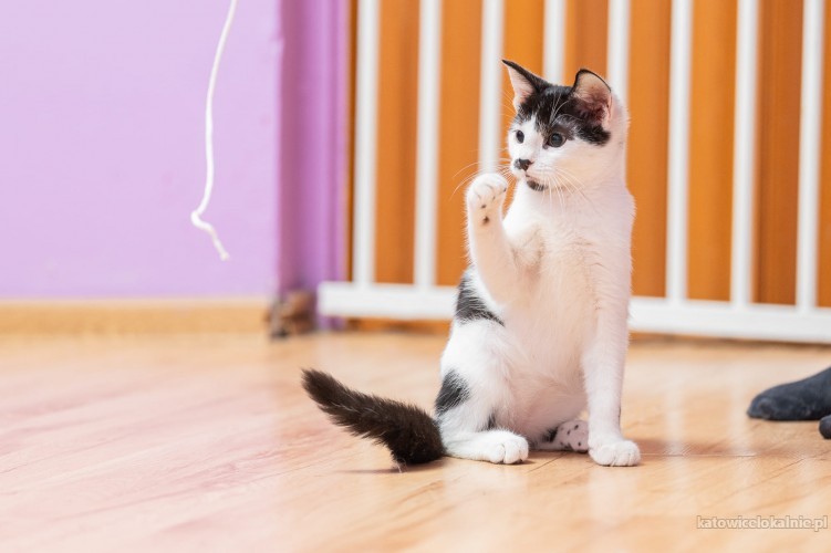 plamek-4-miesieczny-koteczek-szuka-domu-76903-koty.jpg