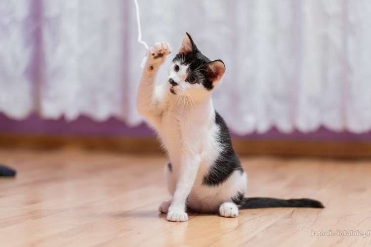 plamek-4-miesieczny-koteczek-szuka-domu-76903-sprzedam.jpg