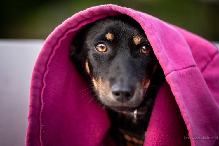 Maszka, nieduża, przyjazna sunia do adopcji!