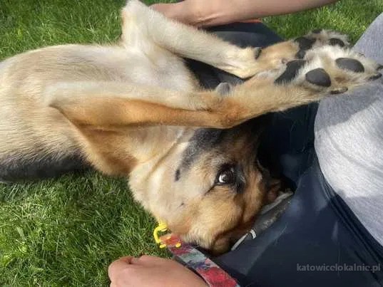chita-wpatrzona-w-czlowieka-suczka-owczarka-77473-katowice.jpg