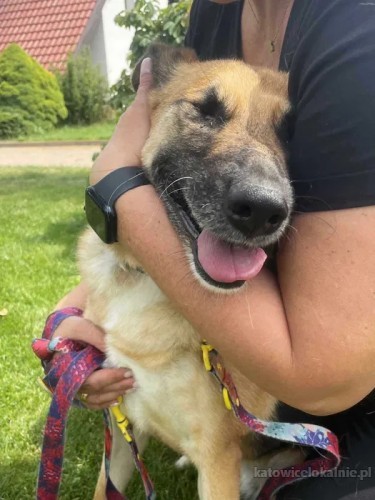 chita-wpatrzona-w-czlowieka-suczka-owczarka-77473-sprzedam.jpg
