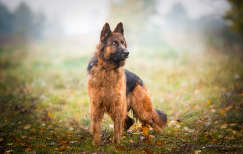 yuna-fantastyczna-przepiekna-suka-owczarka-77485-zdjecia.jpg