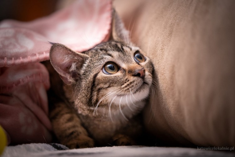 4-miesieczna-koteczka-brenda-szuka-domu-77520-katowice.jpg