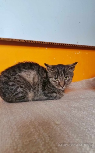 farcik-o-kocie-ktory-mial-prawdziwego-farta-77553-sprzedam.jpg