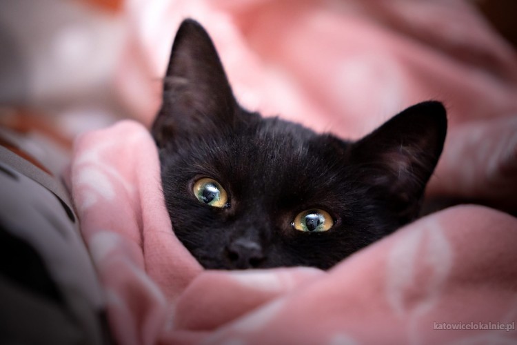 cygus-4-miesieczny-kotek-do-pokochania-77616-katowice.jpg
